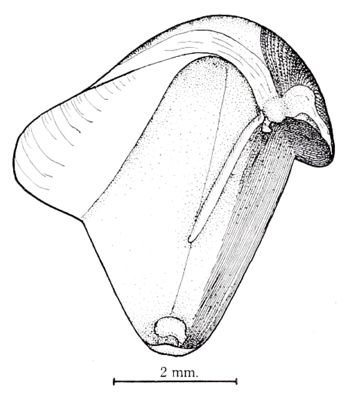 Media type: image; Malacology 168097 Description: Ruth Turner's drawings of the specimens. Clench and Turner, Johnsonia,  VII, No. 19, p26, plate 16, figure 4;